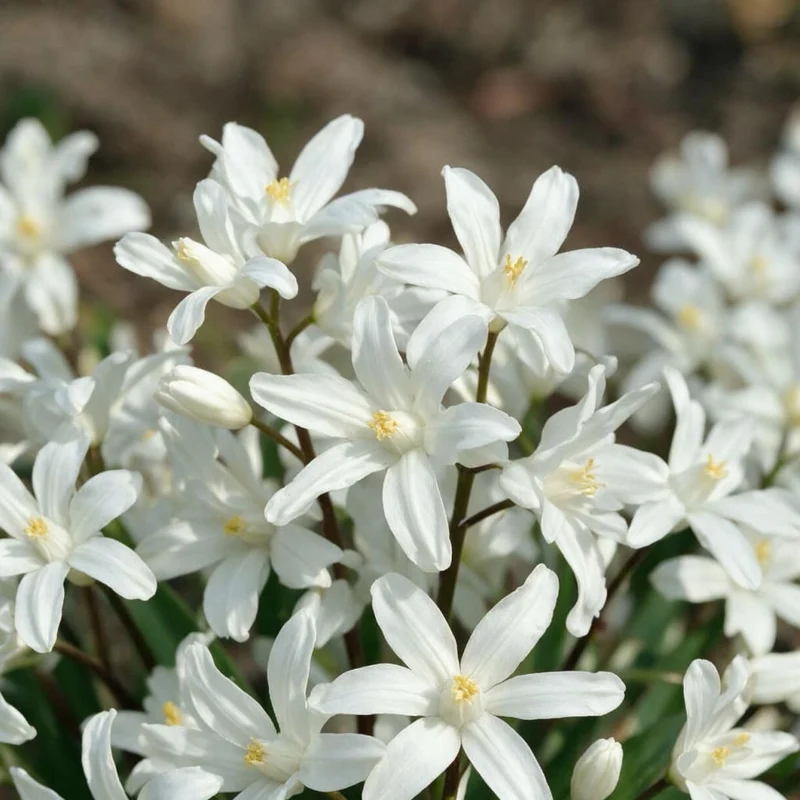 Schneestolz 'Alba' Weiß