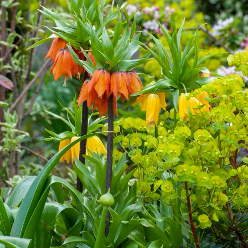 Kaiserkrone 'Aurora' Orange
