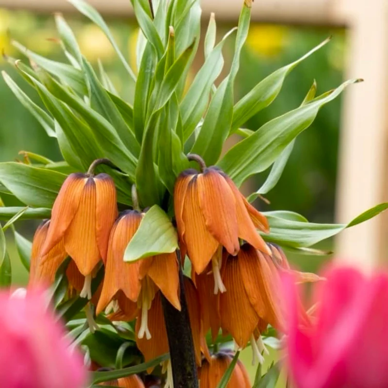 Kaiserkrone 'Aurora' Orange