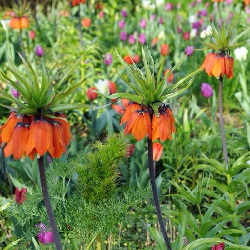 Kaiserkrone 'Aurora' Orange