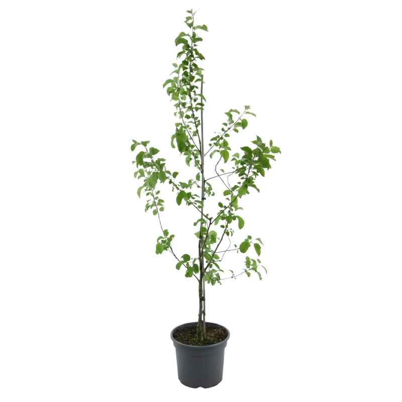 Bio-Apfelbaum 'Pinova' Winterapfel