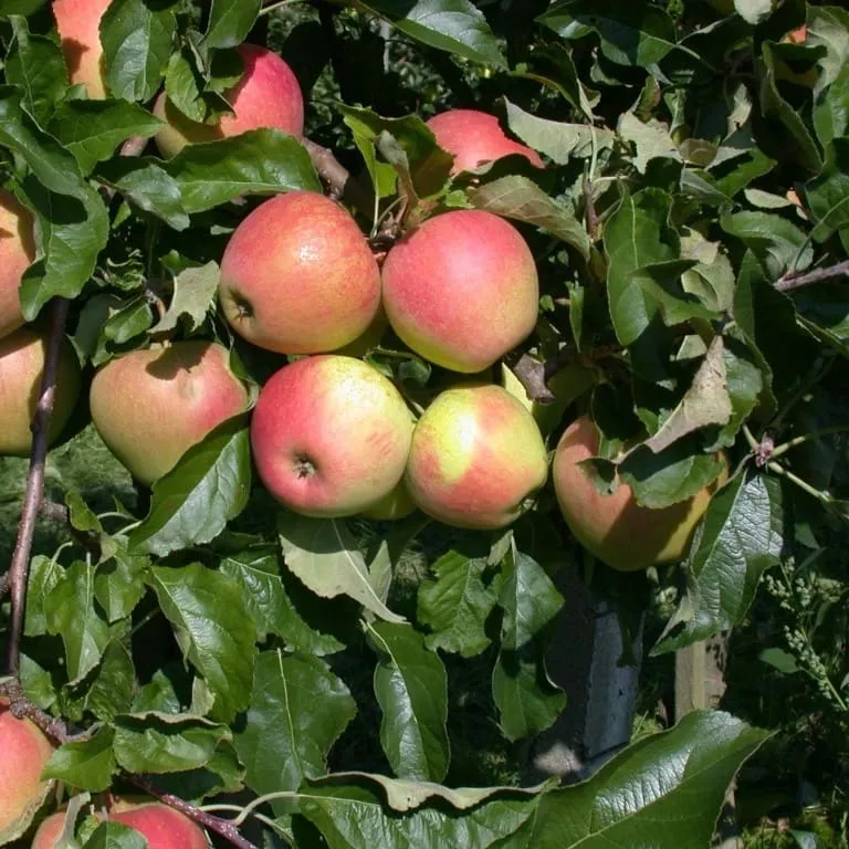 Bio-Apfelbaum 'Pinova' Winterapfel