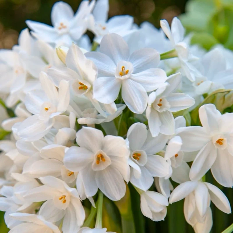 Duft-Narzisse 'Paperwhite' Weiß