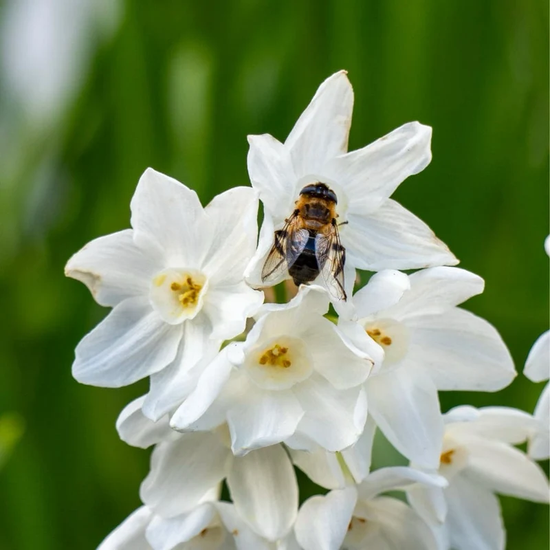 Duft-Narzisse 'Paperwhite' Weiß