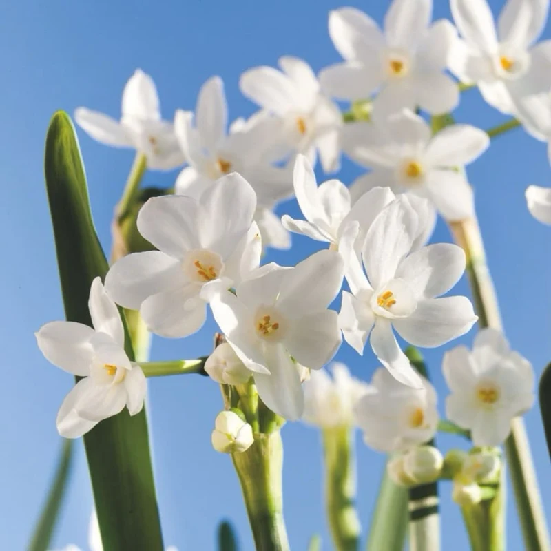 Duft-Narzisse 'Paperwhite' Weiß