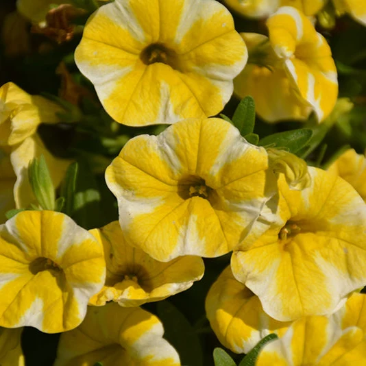 Superbells Lemon Slice Calibrachoa Seeds – Vibrant Trailing Annual for Containers