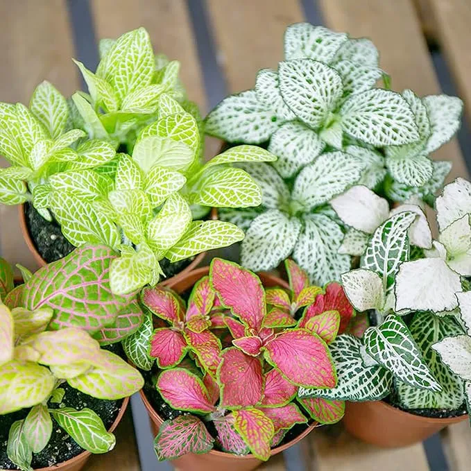 Fittonia Albivenis Seeds – Mixed Nerve Plant Variety with Stunning Foliage