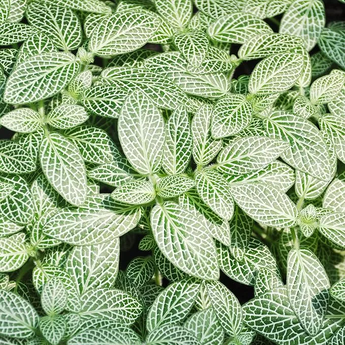 Fittonia Albivenis Seeds – Mixed Nerve Plant Variety with Stunning Foliage