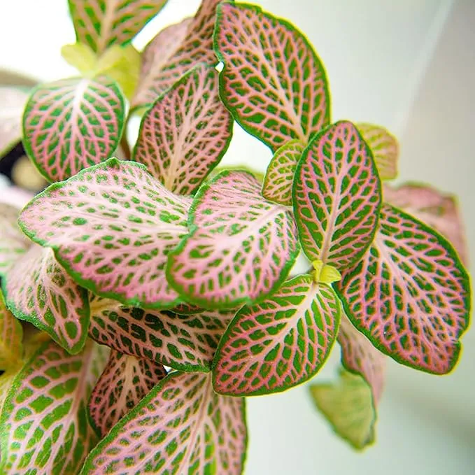 Fittonia Albivenis Seeds – Mixed Nerve Plant Variety with Stunning Foliage