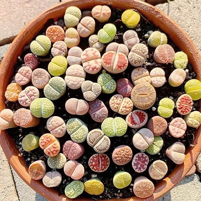 Living Stones (Lithops) Seeds, Unique Pebble Like Succulent Plants