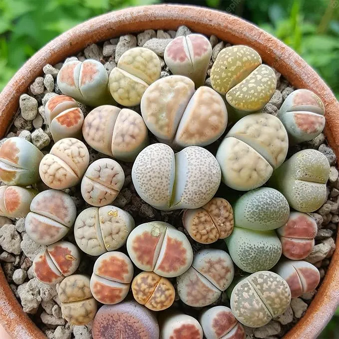Living Stones (Lithops) Seeds, Unique Pebble Like Succulent Plants