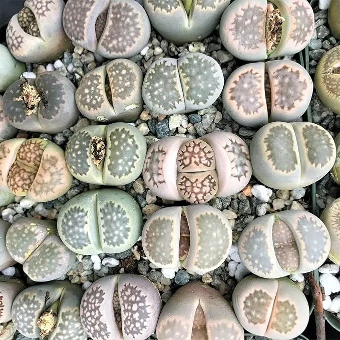 Living Stones (Lithops) Seeds, Unique Pebble Like Succulent Plants