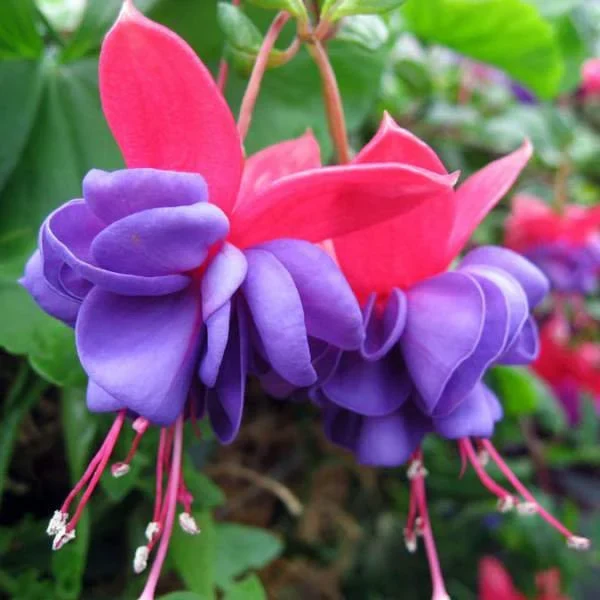 Fuchsia Flower Seeds – Hummingbird-Friendly Garden Bloom