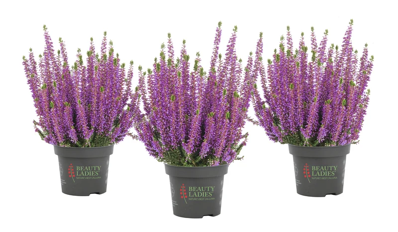 Heide (Calluna vulgaris 'Beauty Ladies Lyna') - Paars