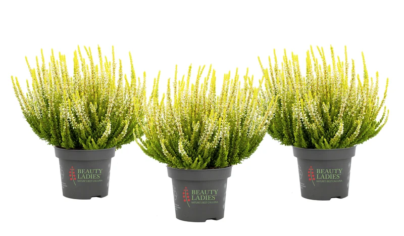 Heide (Calluna vulgaris 'Beauty Ladies Agneta') - Geel
