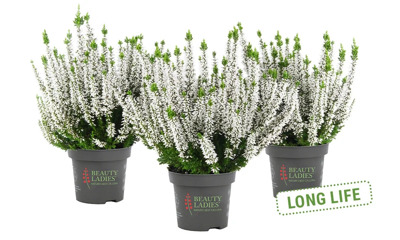 Heide (Calluna vulgaris 'Beauty Ladies Vivienne') - Wit