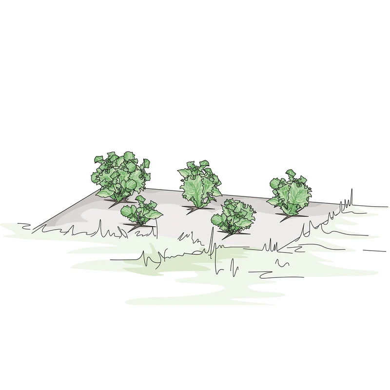 bellissa Mulch- & Unkrautvlies, L200 x B100 x H0,5 cm, 100% Schafwolle