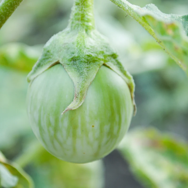 Thai Round Eggplant Seeds – Heirloom Non-GMO Annual Garden Vegetable for Home Growing