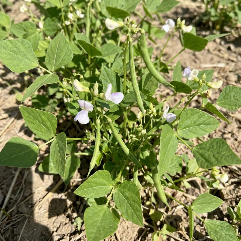 Green Tepary Bean Seeds for Planting – Heirloom, Non-GMO, High Germination Organic Garden Seeds for Drought-Tolerant Growing