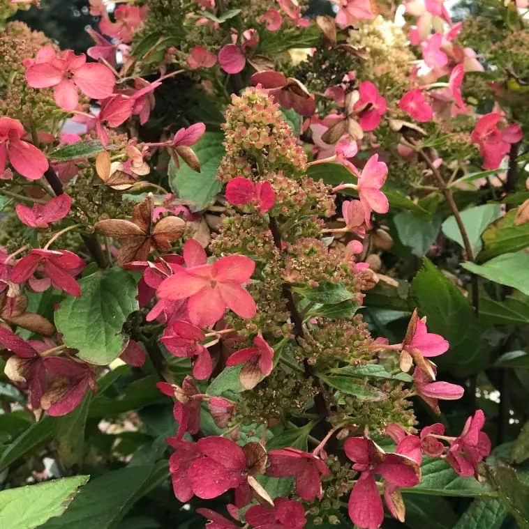 Rispenhortensie 'Magical Vesuvio' Weiß-Dunkelrot