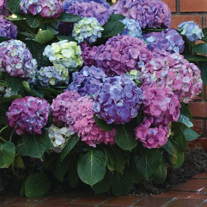 Ballhortensie 'L.A. Dreamin'® Blau-Pink