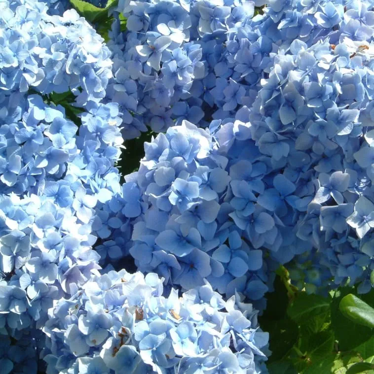 Ballhortensie 'Bouquet Rose'