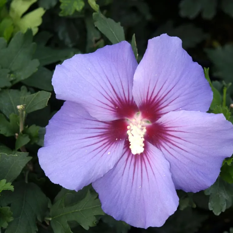 Garteneibisch 'Marina' Blau