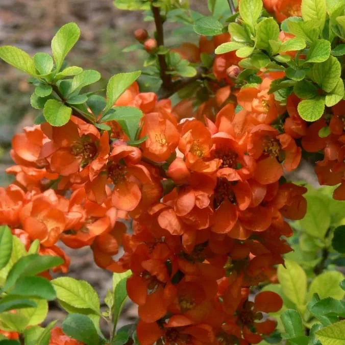 Zierquitte 'Cido' Orange-Rot