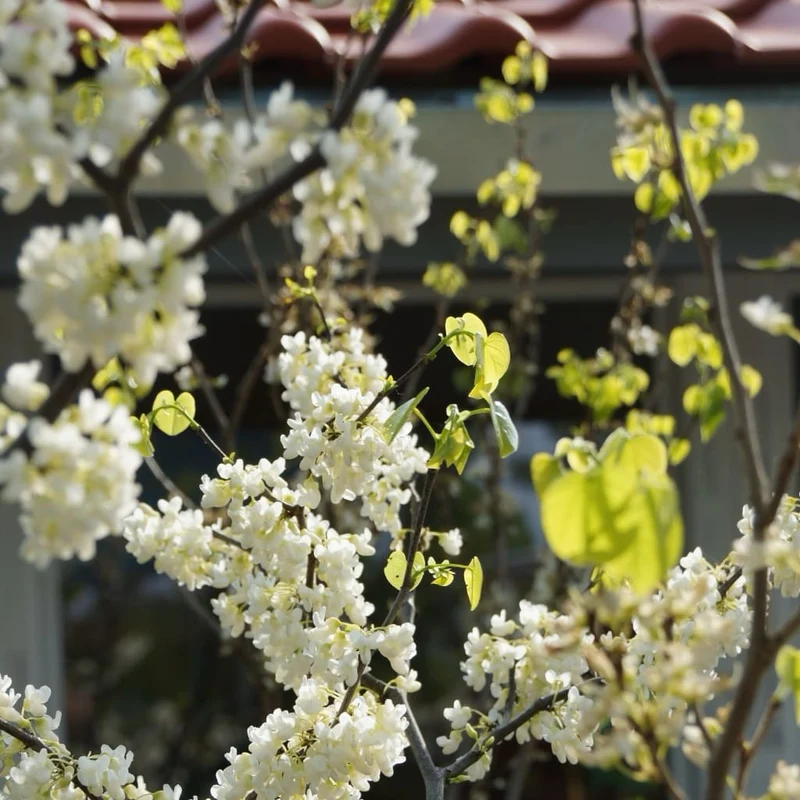Chinesischer Judasbaum 'Shirobana' Weiß