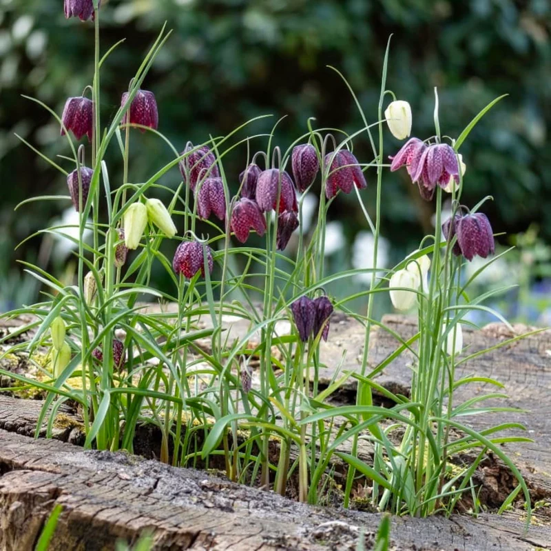 Schachbrettblumen Mix