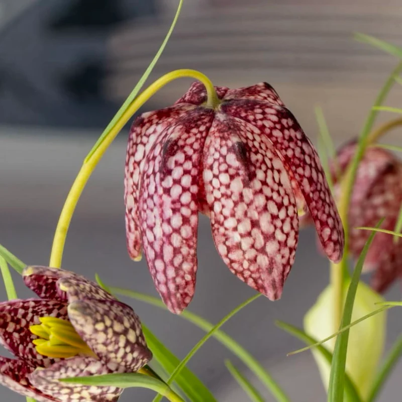 Schachbrettblumen Mix