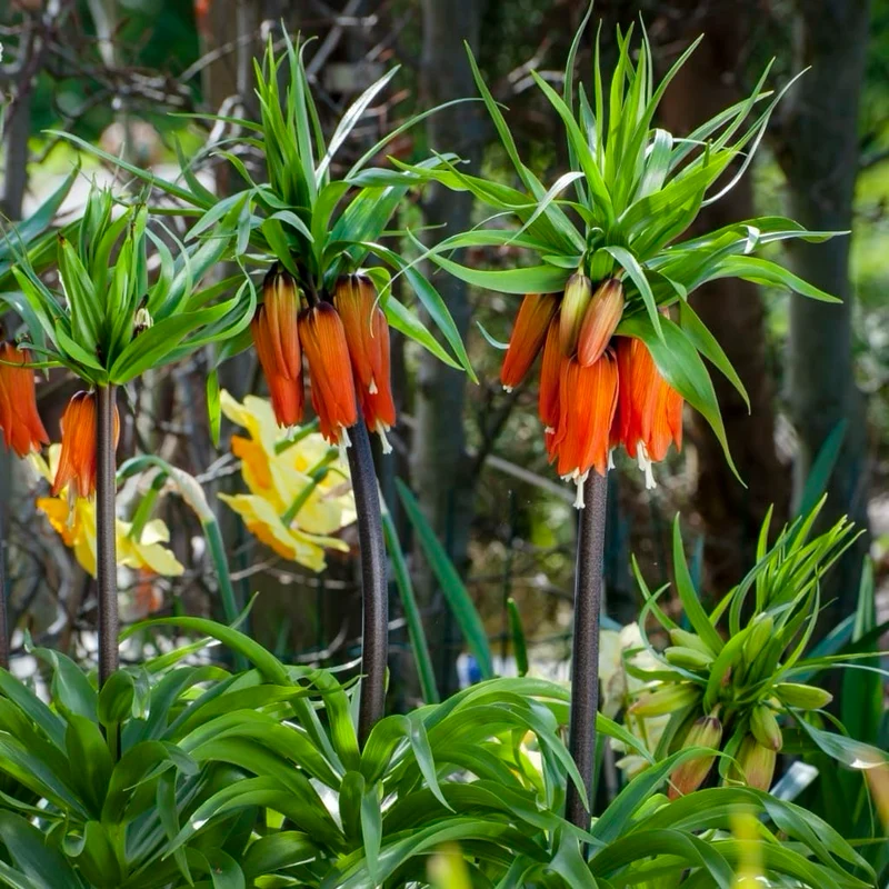 Kaiserkrone 'Rubra' Orange-Rot