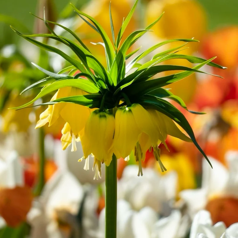 Kaiserkrone 'Lutea' Gelb