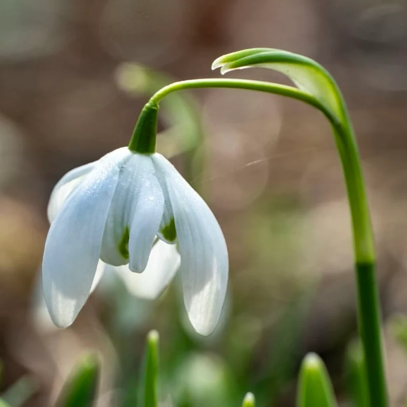 Gefülltes Schneeglöckchen 'Flore Pleno' Weiß