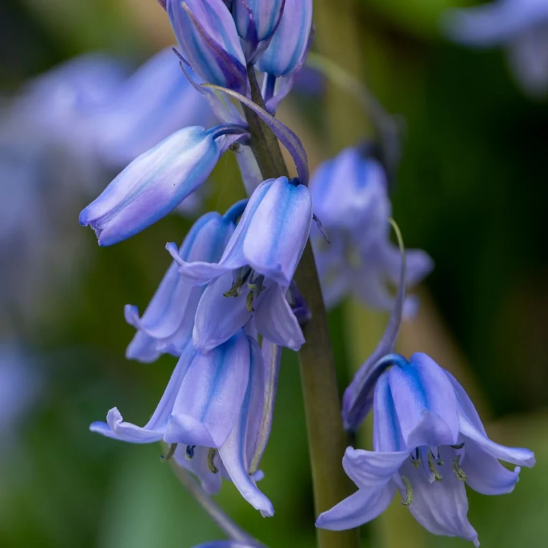 Hasenglöckchen Blau