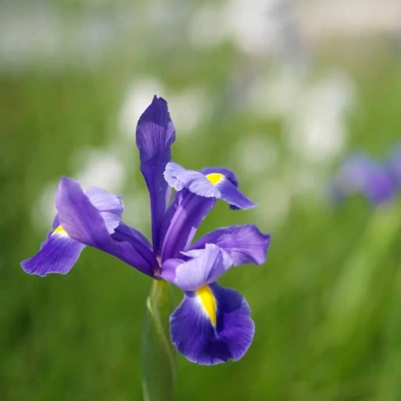 Holländische Iris Blau