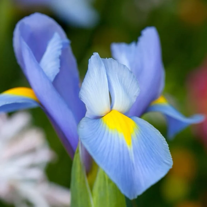 Holländische Iris Blau