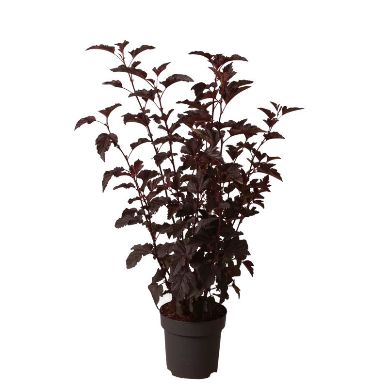 Blasenspiere 'Lady in Red' Weiß-Rosa