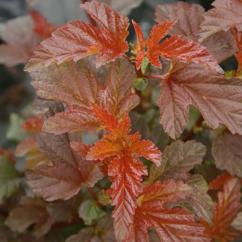 Blasenspiere 'Lady in Red' Weiß-Rosa