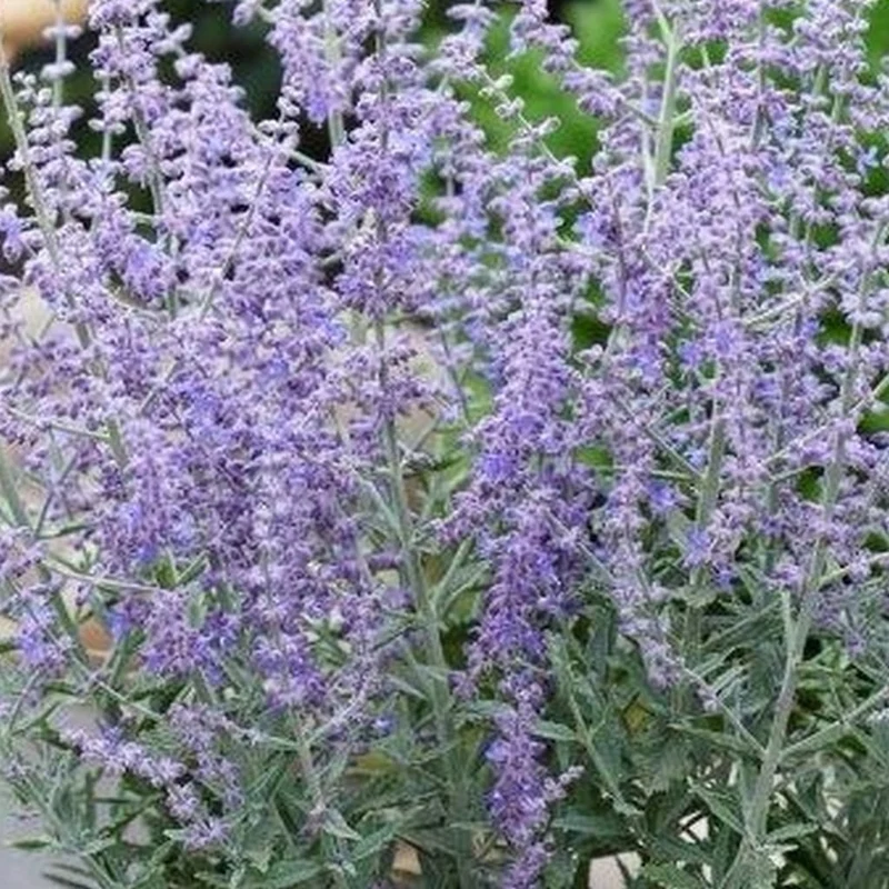 Blauraute 'Prime Time'