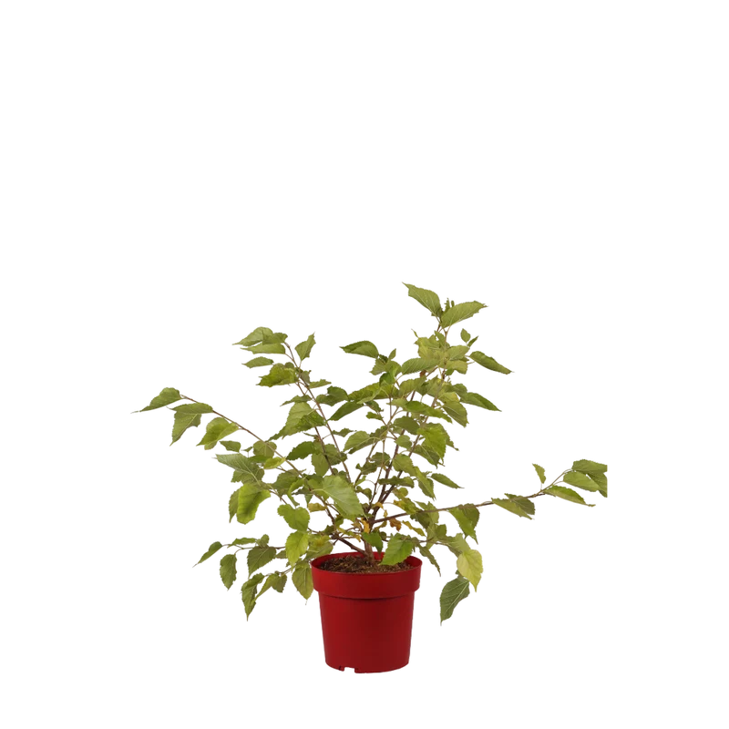 Maulbeere 'Mojo Berry'