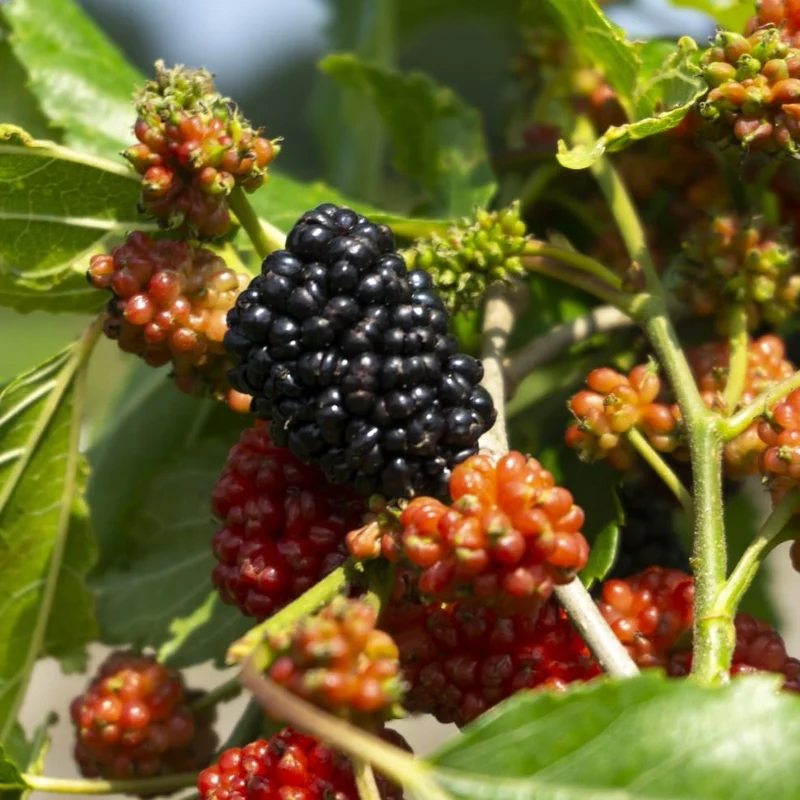 Maulbeere 'Mojo Berry'
