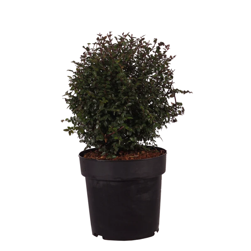 Heckenmyrte Garden Clouds® 'Purple Storm' Cremeweiß