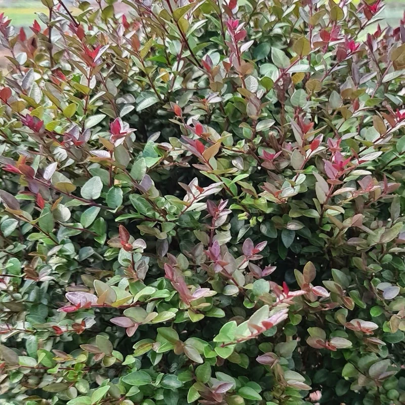 Heckenmyrte Garden Clouds® 'Purple Storm' Cremeweiß