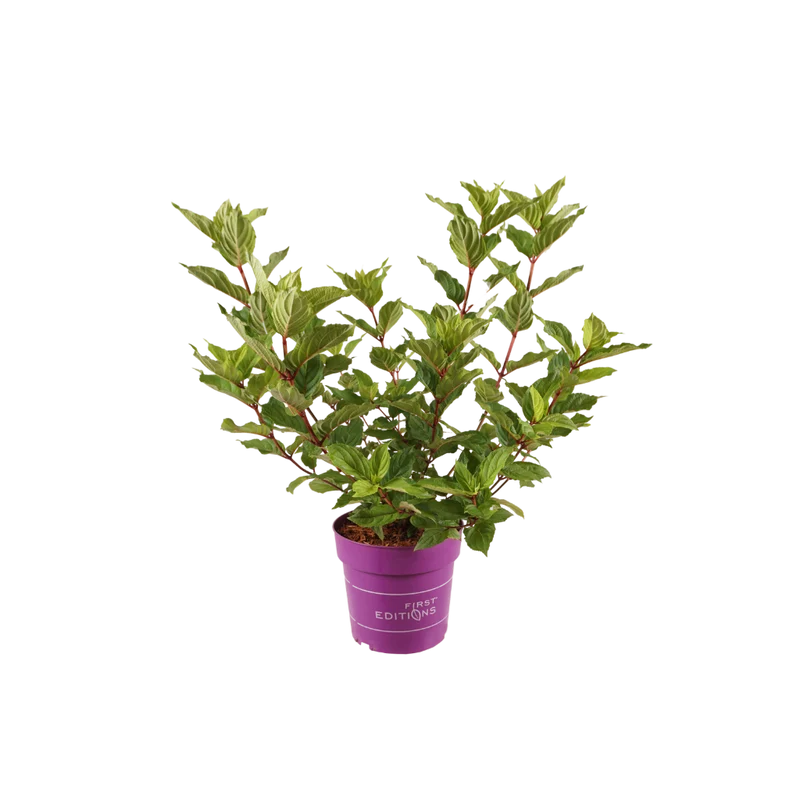 Rispenhortensie 'Spring Sizzle' Weiß