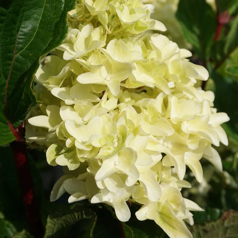 Rispenhortensie 'Spring Sizzle' Weiß