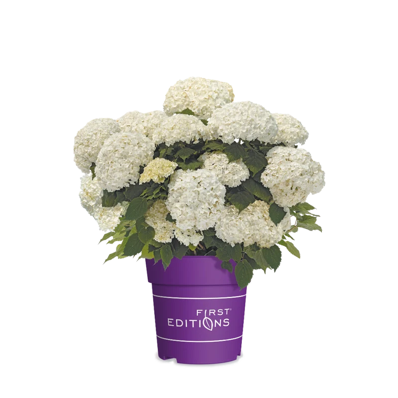 Schneeballhortensie 'FlowerWOW' Rosa