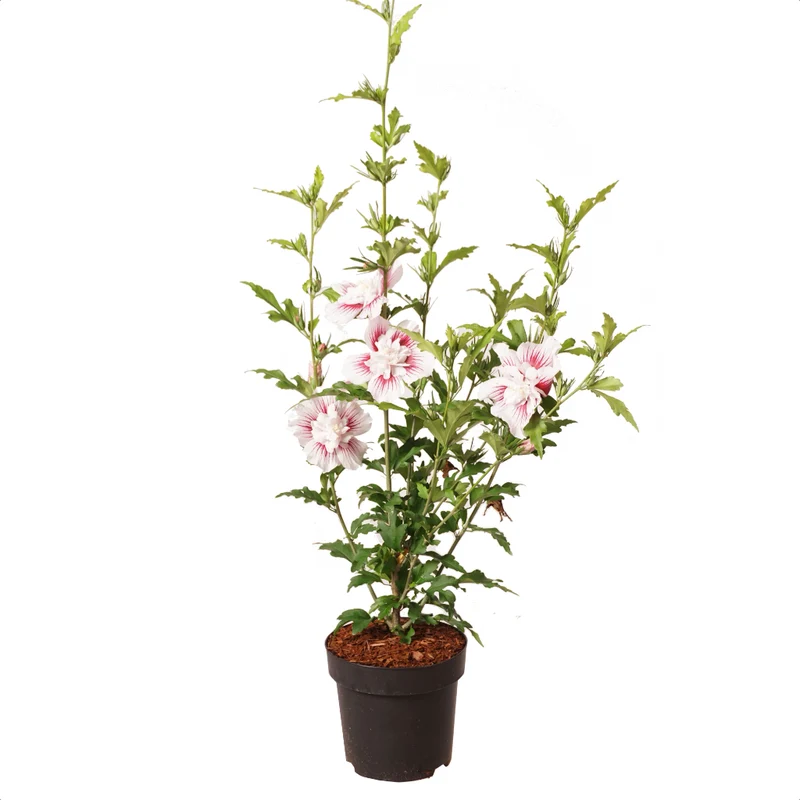 Garteneibisch 'Starburst Chiffon' Weiß-Rosa