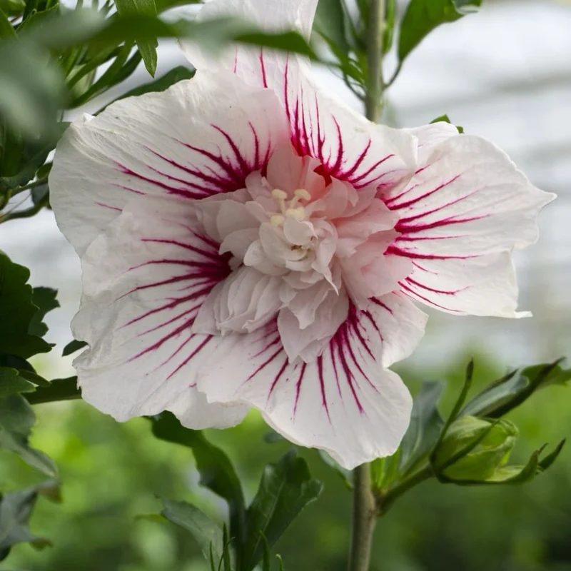 Garteneibisch 'Starburst Chiffon' Weiß-Rosa