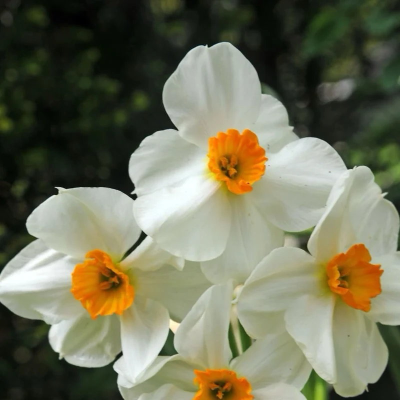 Mehrblütige Duft-Narzisse 'Geranium' Weiß-Orange